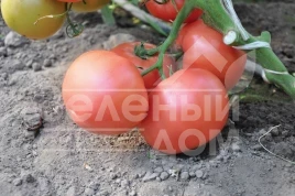 Семена томатов Эсмира F1 / Esmira F1,105 дней купить оптом и в розницу в Украине по выгодной цене