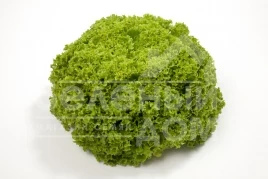 Семена салата Аллепо / Aleppo купить оптом и в розницу в Украине по выгодной цене