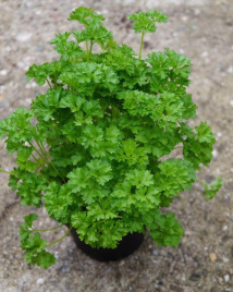 Насіння петрушки Вега / Vega,60-70 днів купити оптом і в роздріб в Україні за вигідною ціною