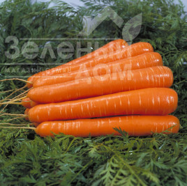 Насіння моркви Дордонь F1 / Dordon F1, 115-120 днів купити оптом і в роздріб в Україні за вигідною ціною