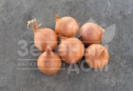 Лук репчатый Дайтона F1 / Daytona F1,103-105 дней купить оптом и в розницу в Украине по выгодной цене