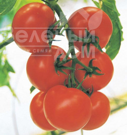 Насіння томатів Крістал F1 / Cristal F1,65-75 днів купити оптом і в роздріб в Україні за вигідною ціною