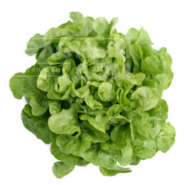 Насіння салату Кітонія / Kitonia купити оптом і в роздріб в Україні за вигідною ціною