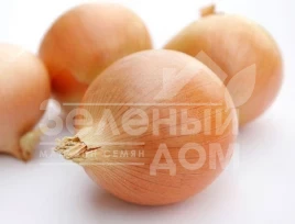 Лук репчатый Денсити / Densiti купить оптом и в розницу в Украине по выгодной цене