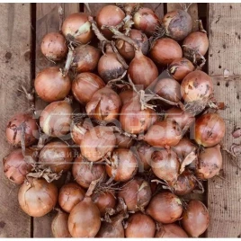 Лук репчатый Борнео F1 / Borneo F1, 122-125 дней купить оптом и в розницу в Украине по выгодной цене