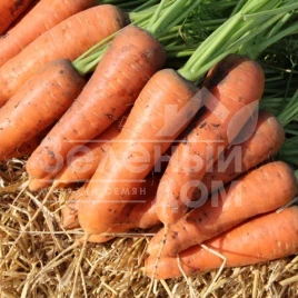 Семена моркови Шантане Ред Коред / Shantane Red Cored,100-110 дней купить оптом и в розницу в Украине по выгодной цене