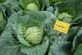 Семена капусты белокочанной Рапидион F1 / Rapidion F1,45-50 дней купить оптом и в розницу в Украине по выгодной цене