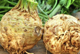 Насіння селери Максім / Maxim,145 днів купити оптом і в роздріб в Україні за вигідною ціною