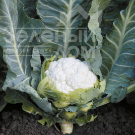 Насіння капусти цвітної Солістар F1 / Solistar F1,55-58 днів купити оптом і в роздріб в Україні за вигідною ціною