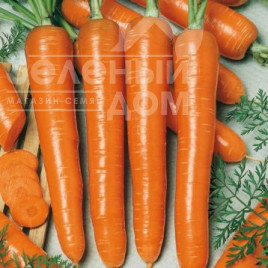 Насіння моркви Маркетт / Markett, 90-100 днів купити оптом і в роздріб в Україні за вигідною ціною