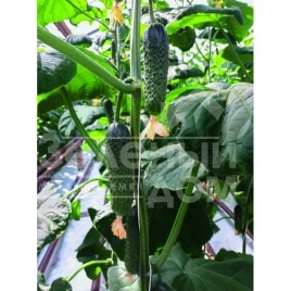 Семена огурцов Аристан F1 / Aristan F1,40-42 дня купить оптом и в розницу в Украине по выгодной цене