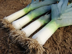 Цибуля порей Елефант / Elefant,140-150 днів купити оптом і в роздріб в Україні за вигідною ціною