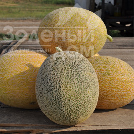 Насіння дині Радміла F1 / Radmila F1,60-65 днів купити оптом і в роздріб в Україні за вигідною ціною