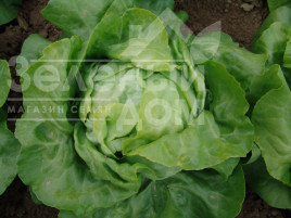 Насіння салату Ленто / Lento купити оптом і в роздріб в Україні за вигідною ціною