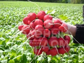 Семена редиса Розетта F1 / Rosetta F1,25-30 дней купить оптом и в розницу в Украине по выгодной цене