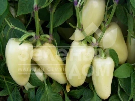 Семена сладкого перца Хаски F1 / Haski F1 купить оптом и в розницу в Украине по выгодной цене
