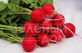 Семена редиса Адель F1 / Adel F1  (Стандарт+, 2.4-2.6),22-25 дней купить оптом и в розницу в Украине по выгодной цене