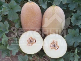 Семена дыни Эми (INX 1037) F1 / Amy (INX 1037) F1,75 дней купить оптом и в розницу в Украине по выгодной цене