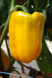 Насіння солодкого перцю Мохай F1 / Mohay F1,82 дні купити оптом і в роздріб в Україні за вигідною ціною