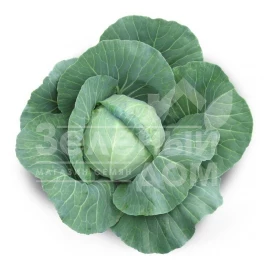 Семена капусты белокочанной Акира F1 / Akira F1,48-52 дней купить оптом и в розницу в Украине по выгодной цене