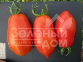 Семена томатов Талент F1 / Talent F1 купить оптом и в розницу в Украине по выгодной цене