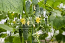 Семена огурцов Арктика F1 / Arcticа F1,33-40 дней купить оптом и в розницу в Украине по выгодной цене