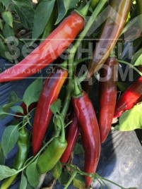 Насіння гіркого перцю Харизма F1 / Kharyzma F1, 60 днів купити оптом і в роздріб в Україні за вигідною ціною