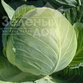 Насіння капусти білокачанної Бригадир F1 / Brigadier F1,110-120 днів купити оптом і в роздріб в Україні за вигідною ціною