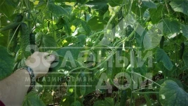 Семена огурцов Зорак F1 / Zorak F1 купить оптом и в розницу в Украине по выгодной цене