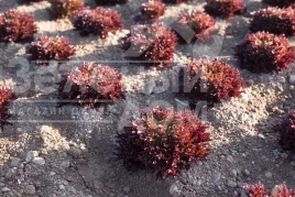 Семена салата Триплекс / Triplex купить оптом и в розницу в Украине по выгодной цене