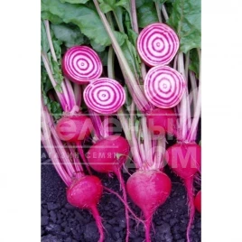Семена свеклы Чиогиа Гардсмарк / Chiogia Gardsmark, 100-110 дней купить оптом и в розницу в Украине по выгодной цене