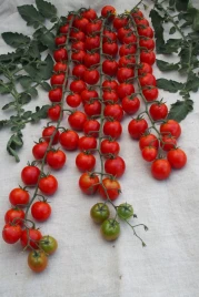 Семена томатов Шармант F1 / Sharmant F1,110-120 дней купить оптом и в розницу в Украине по выгодной цене