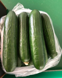 Насіння огірків Піс F1 / Pis F1,45 днів купити оптом і в роздріб в Україні за вигідною ціною