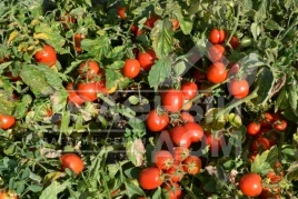 Семена томатов Шкипер F1 / Shkiper F1,95 дней купить оптом и в розницу в Украине по выгодной цене