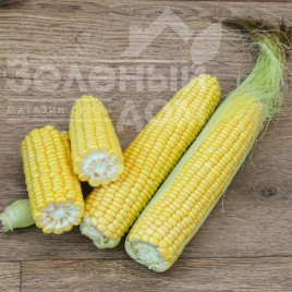 Насіння кукурудзи 3517 F1 / 3517 F1,75 днів купити оптом і в роздріб в Україні за вигідною ціною