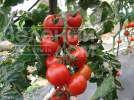 Насіння томатів Тастієр F1 / Tastyer F1 купити оптом і в роздріб в Україні за вигідною ціною