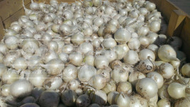 Цибуля ріпчаста Прімо Бланко F1 / Primo Blanco F1, 110-115 днів купити оптом і в роздріб в Україні за вигідною ціною