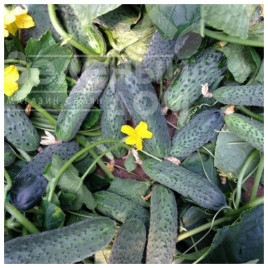 Насіння огірків Сертел F1 / Sertel F1,40-45 днів купити оптом і в роздріб в Україні за вигідною ціною