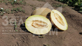 Насіння дині Маорі F1 / Maori F1,70-72 дні купити оптом і в роздріб в Україні за вигідною ціною