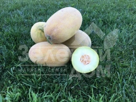 Семена дыни Дейра F1 / Deyra F1,50-55 дней купить оптом и в розницу в Украине по выгодной цене