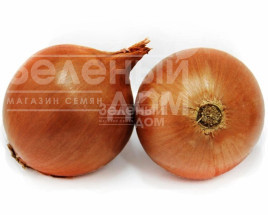 Цибуля ріпчаста Скайбел F1 / Skybell F1 купити оптом і в роздріб в Україні за вигідною ціною