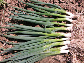 Цибуля на перо Байкал / Baykal купити оптом і в роздріб в Україні за вигідною ціною