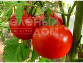 Насіння томатів Павліна / Pavlina,80-90 днів купити оптом і в роздріб в Україні за вигідною ціною