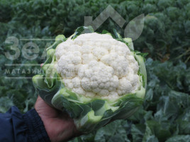 Насіння капусти цвітної Фарго  F1 / Fargo F1,82 дні купити оптом і в роздріб в Україні за вигідною ціною