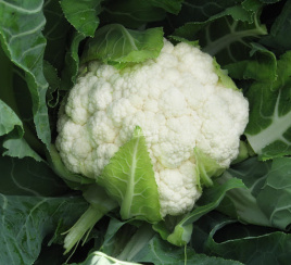 Насіння капусти цвітної Авізо F1 / Aviso F1,70-75 днів  купити оптом і в роздріб в Україні за вигідною ціною