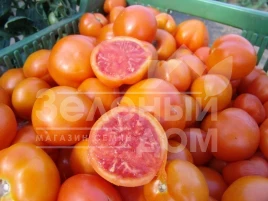 Семена томатов Златава / Zlatava купить оптом и в розницу в Украине по выгодной цене