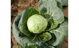 Насіння капусти білокачанної Кандіша F1 / Kandisha F1 купити оптом і в роздріб в Україні за вигідною ціною