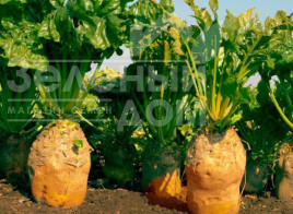 Насіння буряка Урсус / Ursus купити оптом і в роздріб в Україні за вигідною ціною