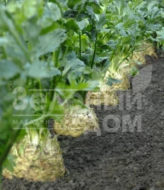 Семена сельдерея Диамант / Diamant,150 дней купить оптом и в розницу в Украине по выгодной цене