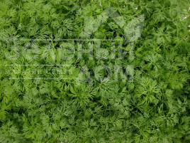 Насіння кропу Тедді / Teddy купити оптом і в роздріб в Україні за вигідною ціною